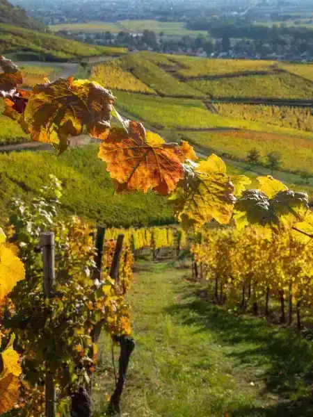 Village viticole alsacien sur la Route des Vins près des Chalets de la Wormsa