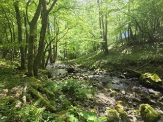 Rivière Fecht dans la vallée de la Wormsa