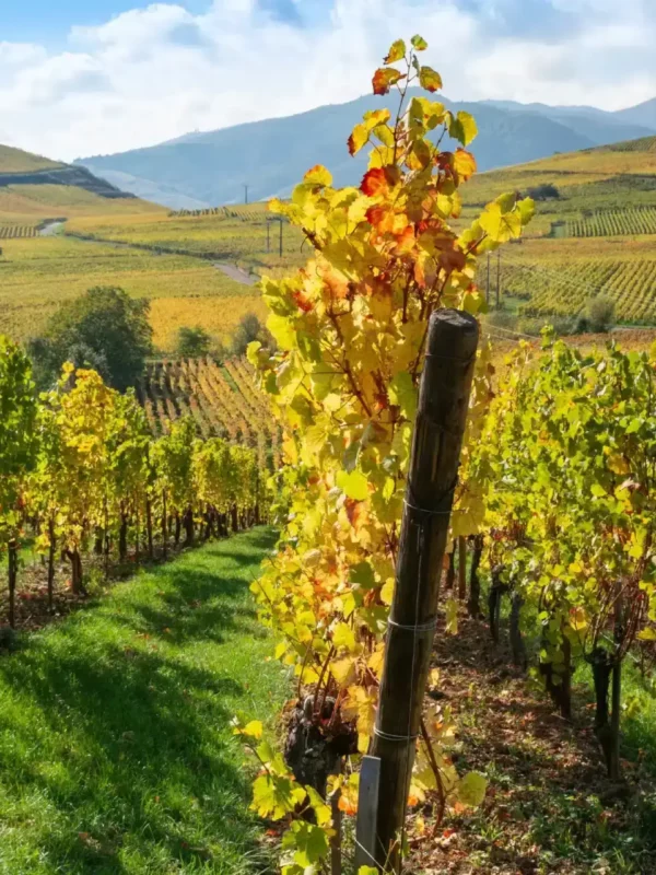 Rangées de vignes en automne dans le piémont vosgien, Route des Vins d'Alsace