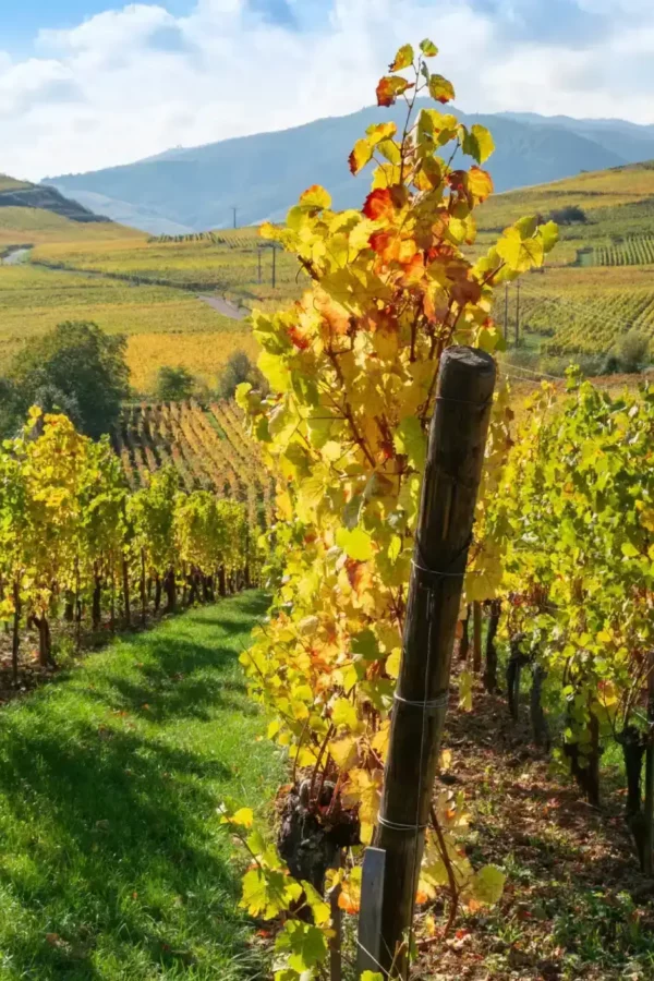 Vosges alsaciennes aux couleurs d'automne depuis les Chalets de la Wormsa